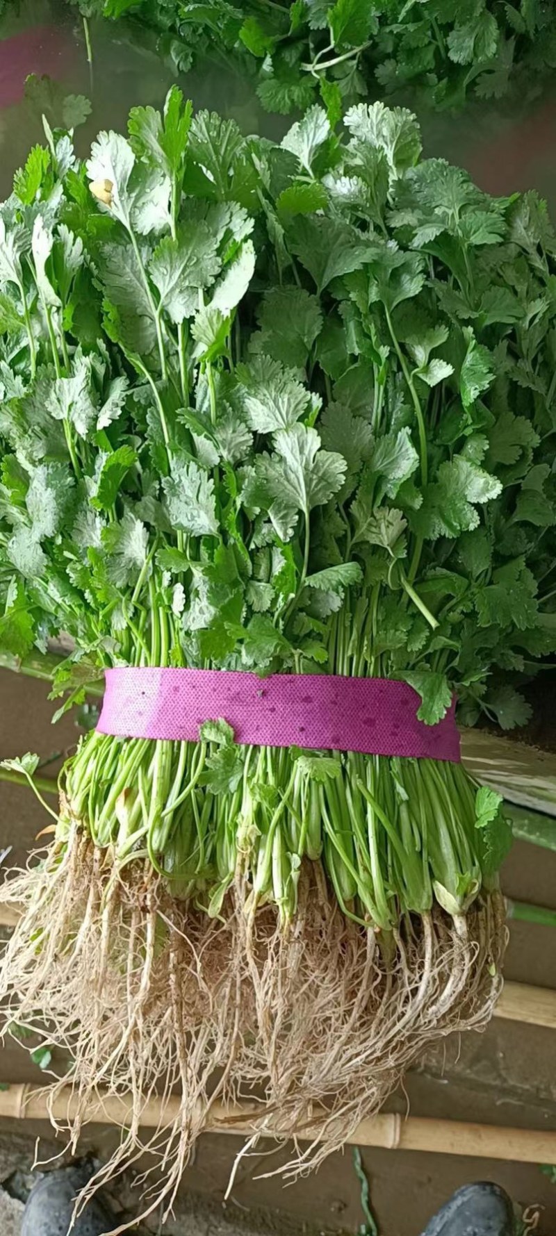湖北香菜本地香菜品质好