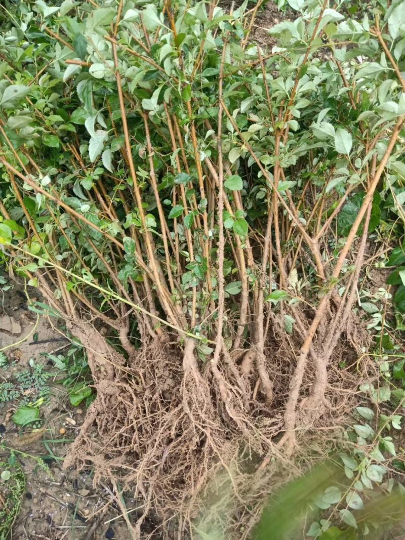 连翘苗，医用药材