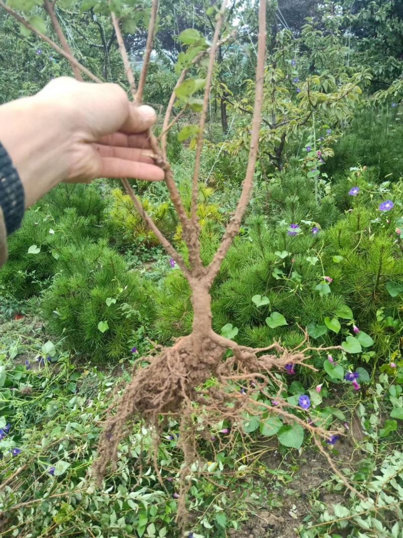 连翘苗，医用药材