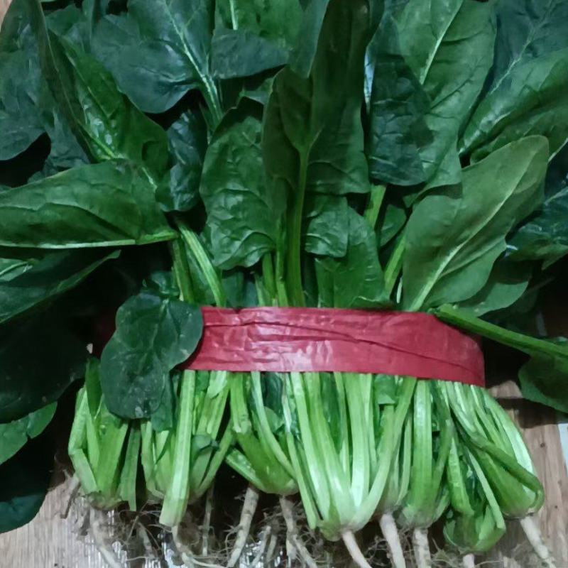 甘肃，万亩菠菜，香菜种植基地，对接各大市场电商平台。