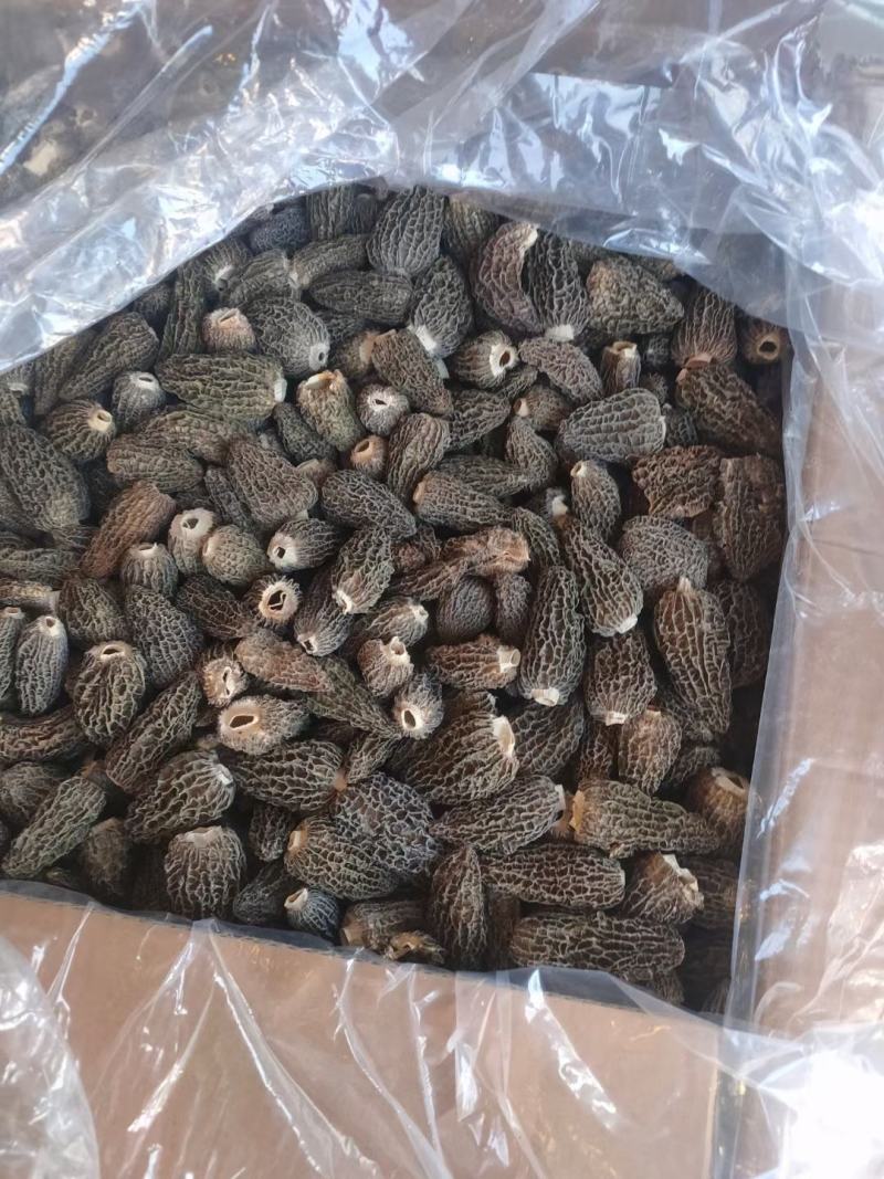 七妹羊肚菌、剪炳、无硫足干、大小均匀、每颗饱满、