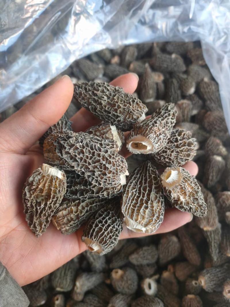 七妹羊肚菌、剪炳、无硫足干、大小均匀、每颗饱满、
