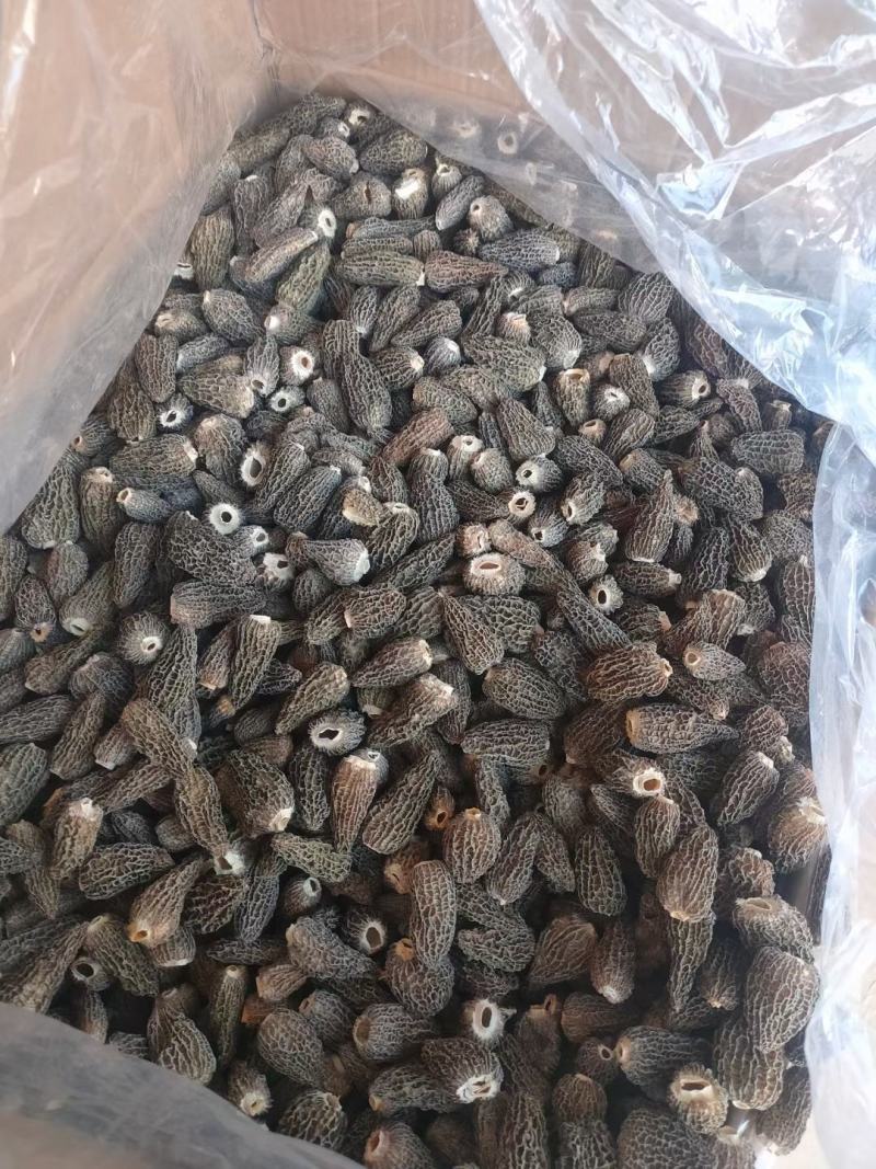 七妹羊肚菌、剪炳、无硫足干、大小均匀、每颗饱满、