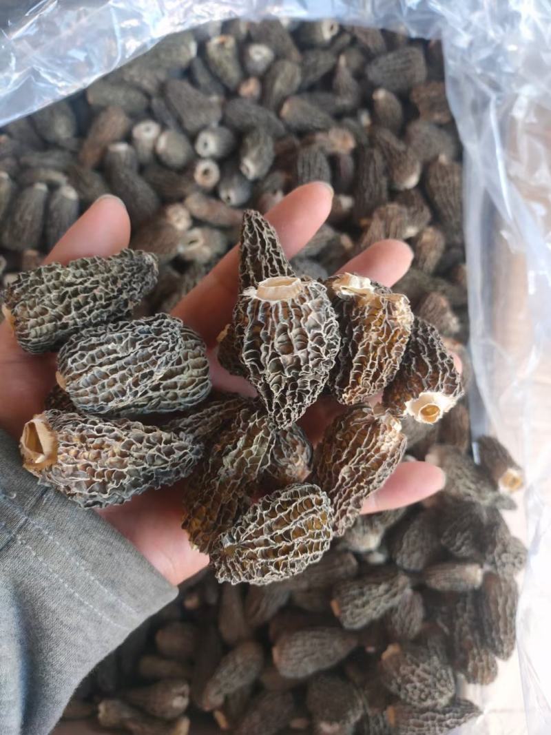 七妹羊肚菌、剪炳、无硫足干、大小均匀、每颗饱满、