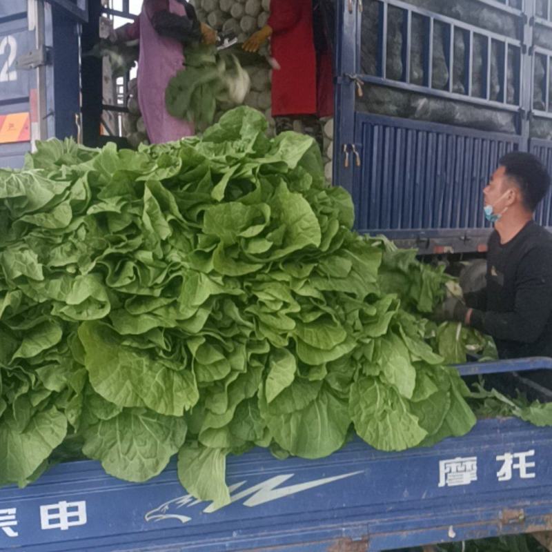 大量供应黄心大白菜产地直发质量保证