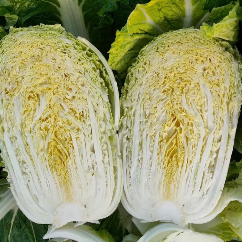 湖北本地白菜产地直销颜色清秀保证质量量大从优