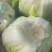 湖北本地白菜产地直销颜色清秀保证质量量大从优