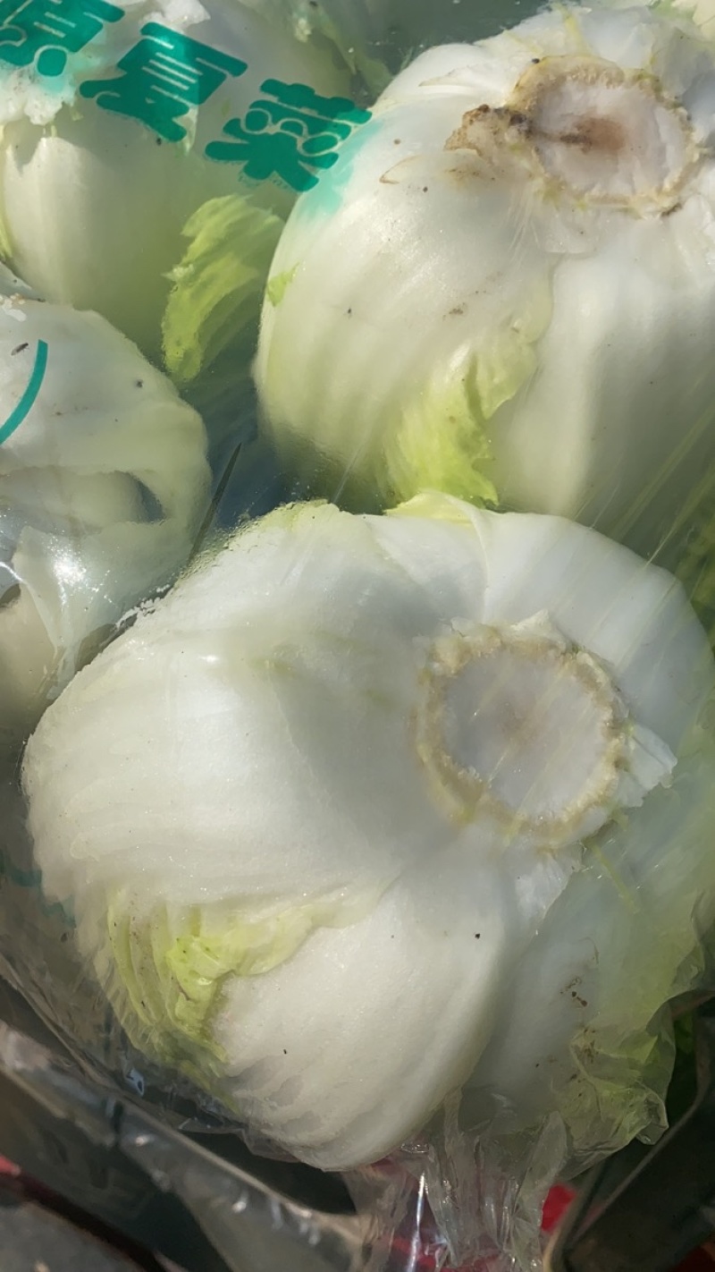 湖北本地白菜产地直销颜色清秀保证质量量大从优