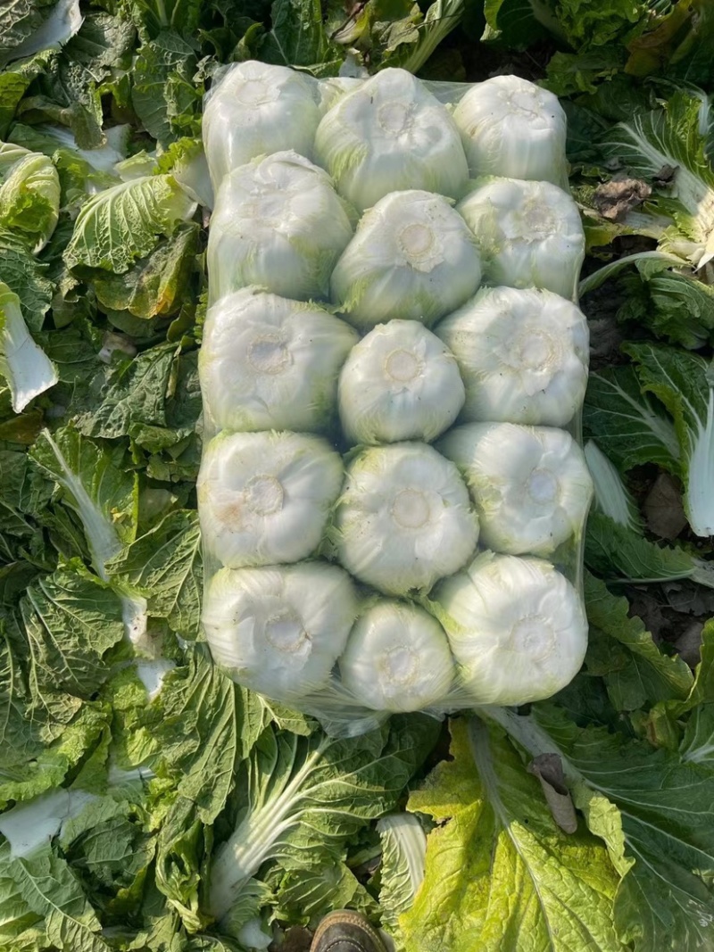 湖北本地白菜产地直销颜色清秀保证质量量大从优