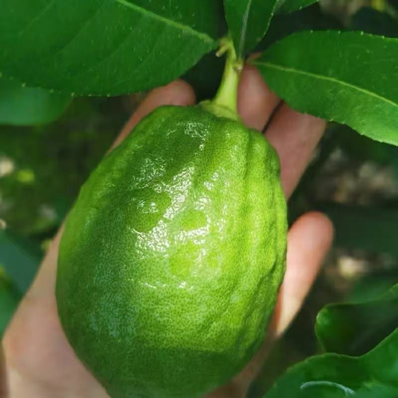 柠檬苗泰国无籽青柠檬苗香水柠檬苗当年结果包邮