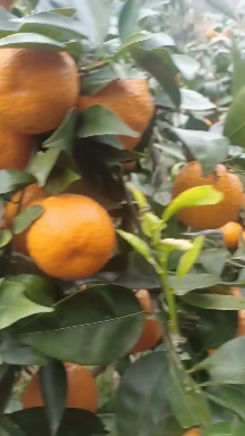 汉源县黄果柑