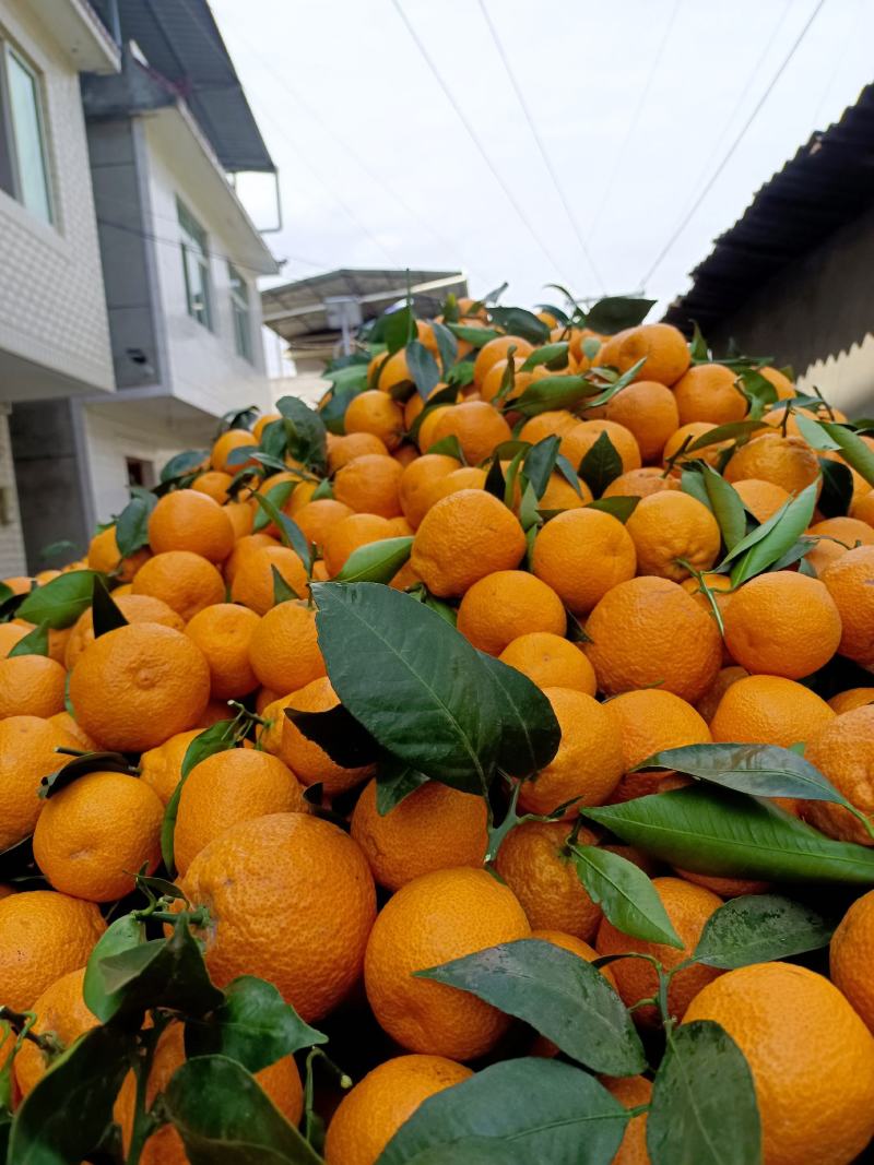 汉源县黄果柑
