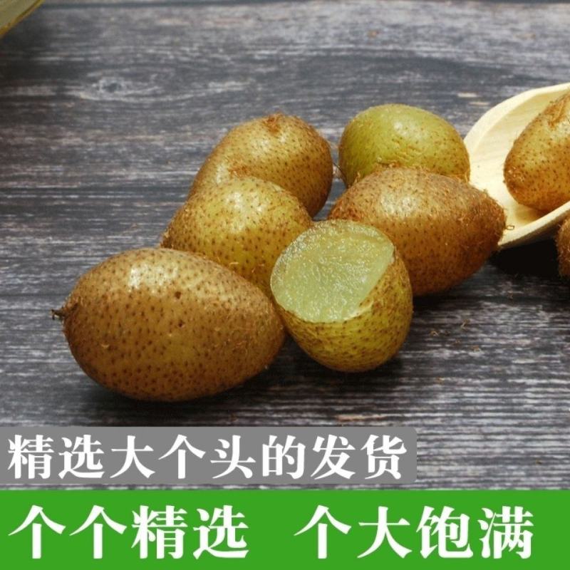 贵州纯野生山货新鲜石黄皮现挖精选肾蕨子果化狗儿