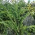 贵州纯野生山货新鲜石黄皮现挖精选肾蕨子果化狗儿