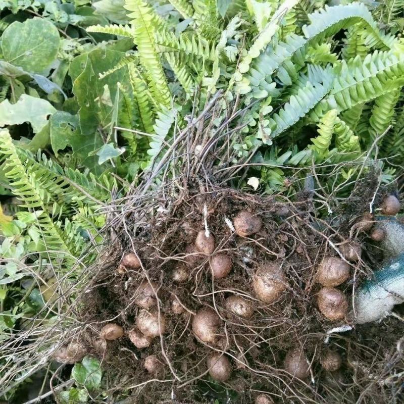 贵州纯野生山货新鲜石黄皮现挖精选肾蕨子果化狗儿
