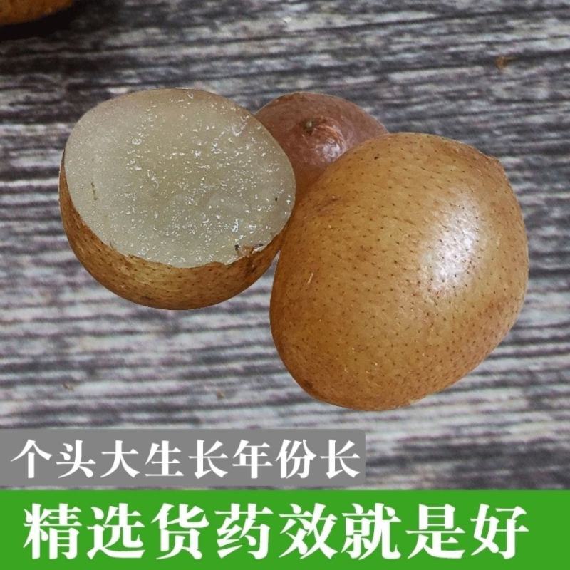 贵州纯野生山货新鲜石黄皮现挖精选肾蕨子果化狗儿