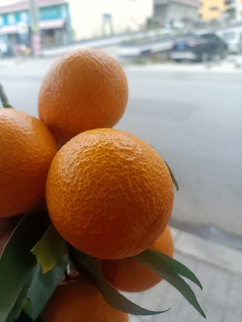 汉源县黄果柑