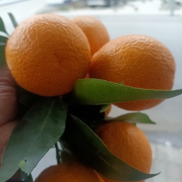 汉源县黄果柑