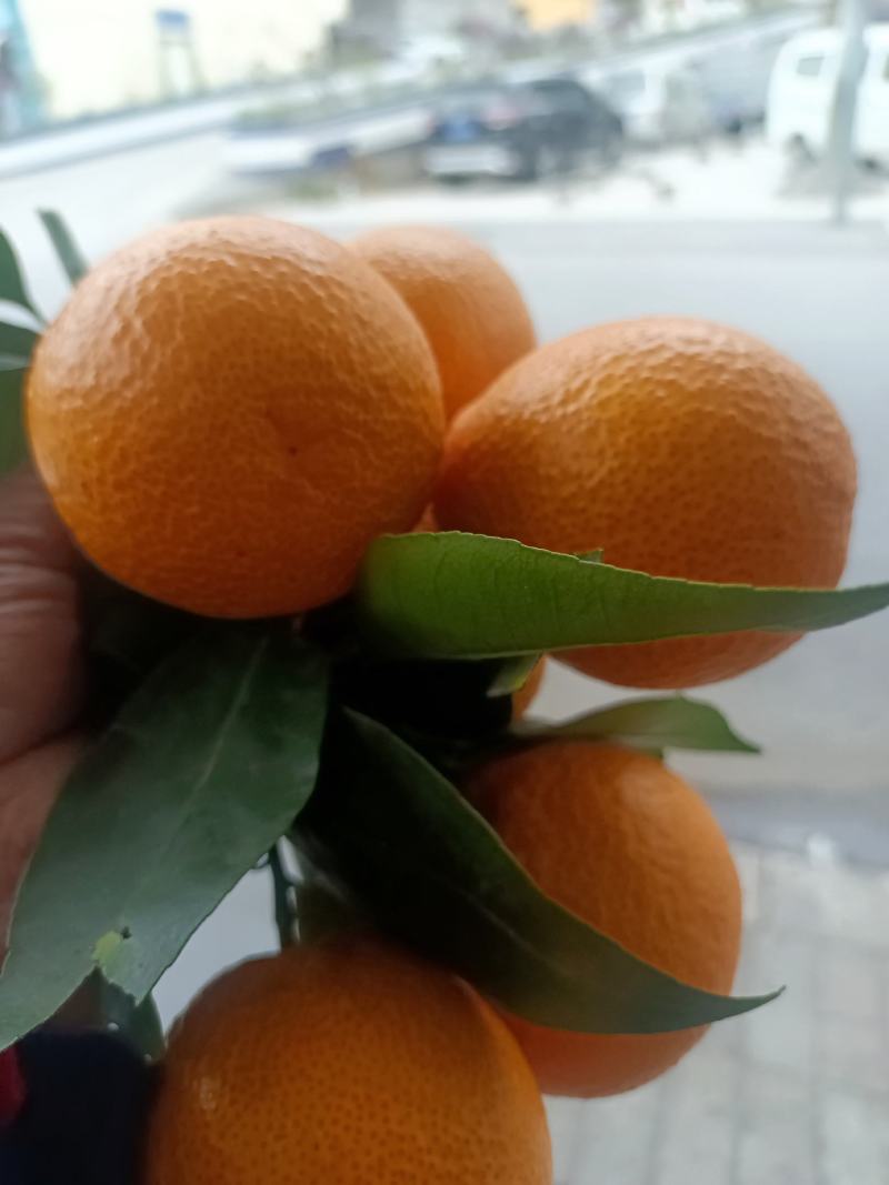 汉源县黄果柑