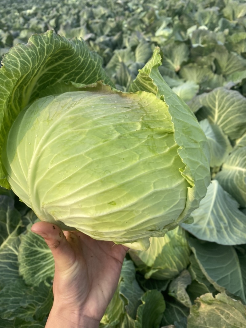 湖北奥奇娜扁包菜产地直发可供商超市场加工厂