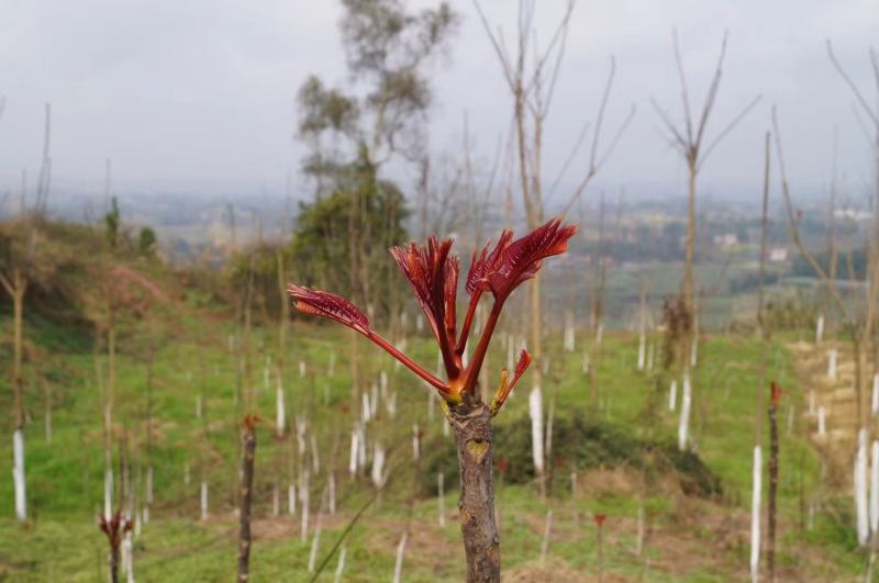 香椿芽产地一手货源全国发货量大价优欢迎随时联系