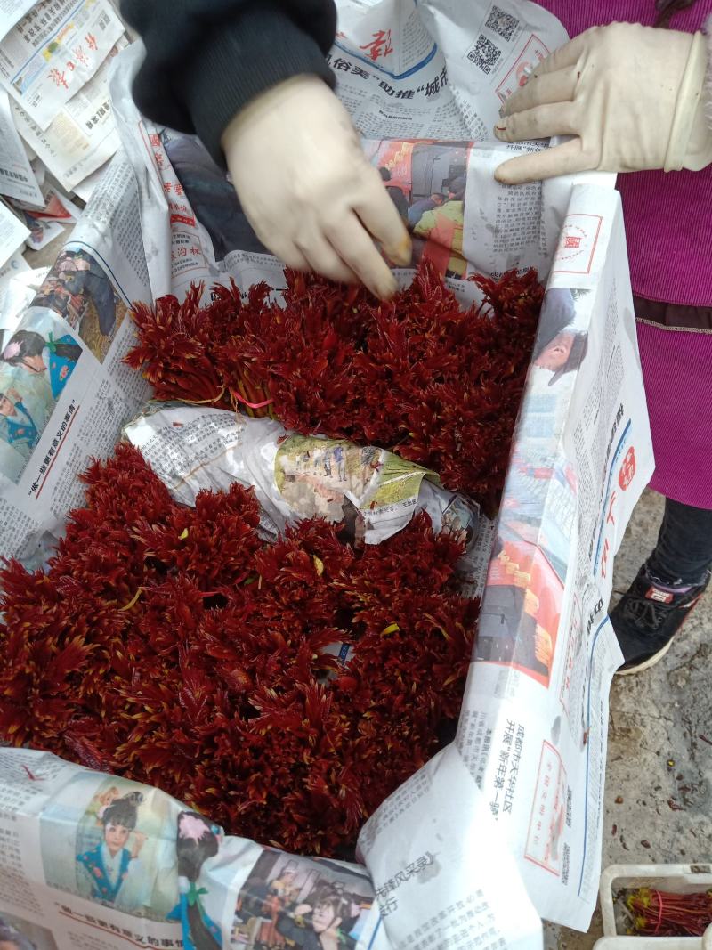 香椿芽产地一手货源全国发货量大价优欢迎随时联系