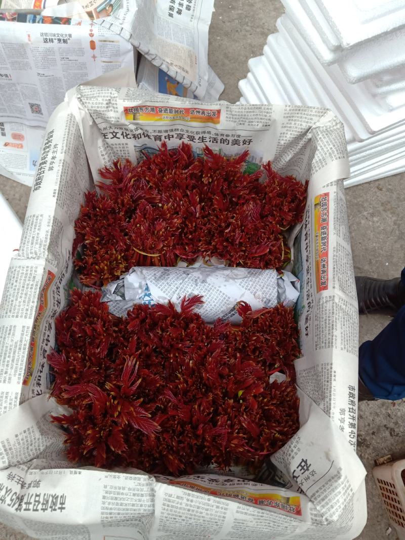 香椿芽产地一手货源全国发货量大价优欢迎随时联系