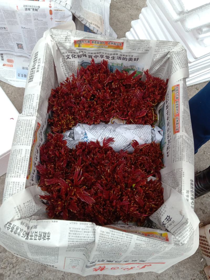 香椿芽产地一手货源全国发货量大价优欢迎随时联系