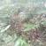 野生十大功劳，土黄莲苗，自然生长，药用价值高，天然无污染
