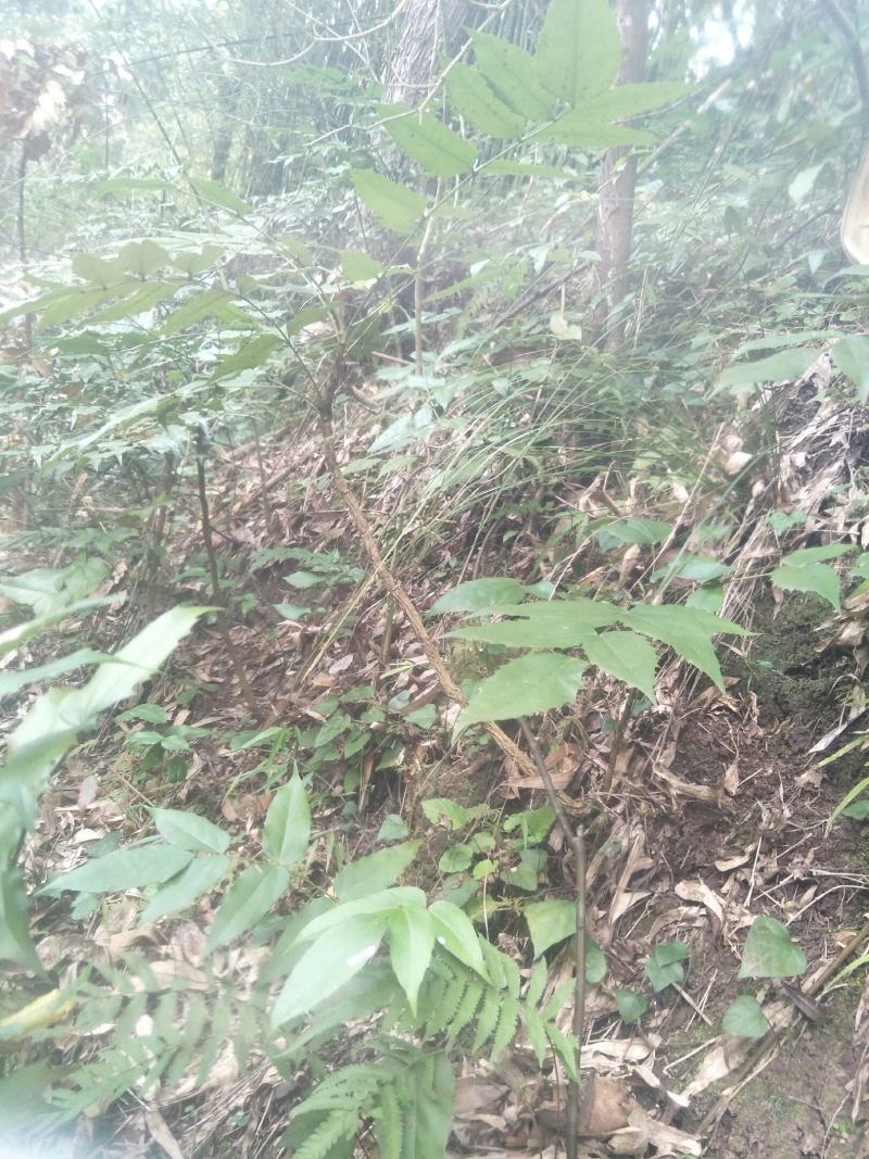 野生十大功劳，土黄莲苗，自然生长，药用价值高，天然无污染