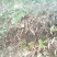 野生十大功劳，土黄莲苗，自然生长，药用价值高，天然无污染