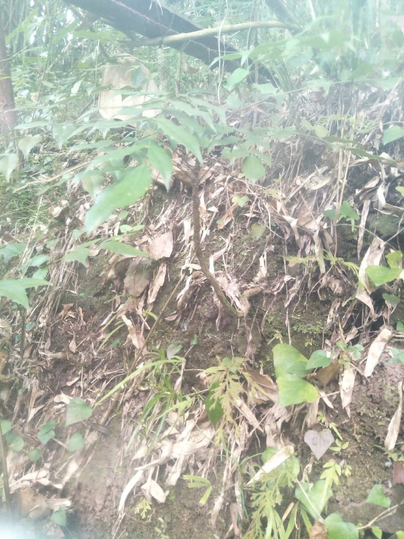 野生十大功劳，土黄莲苗，自然生长，药用价值高，天然无污染