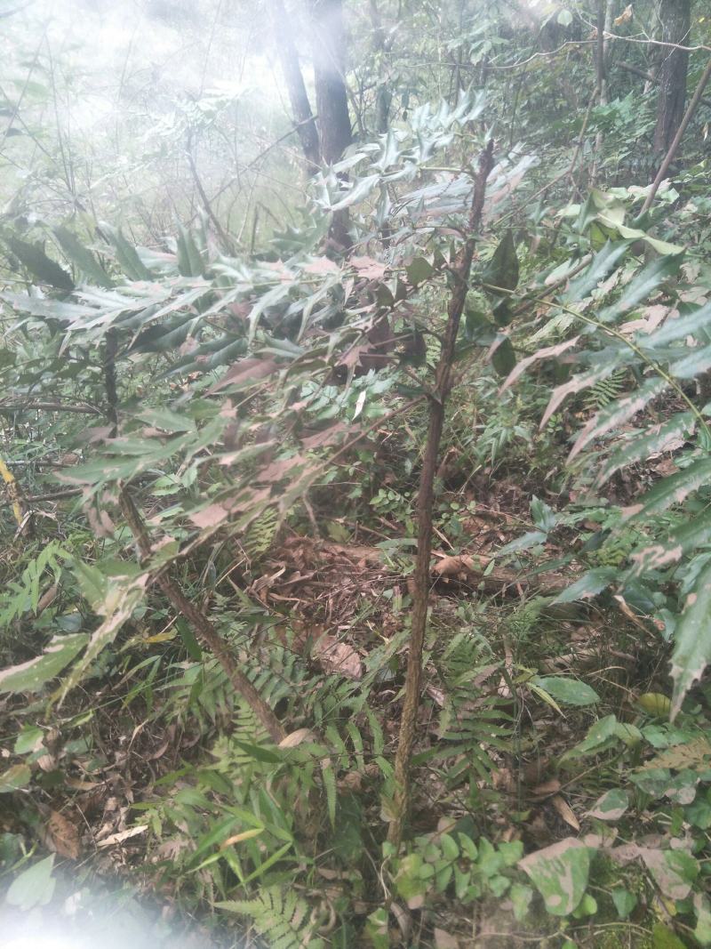 野生十大功劳，土黄莲苗，自然生长，药用价值高，天然无污染