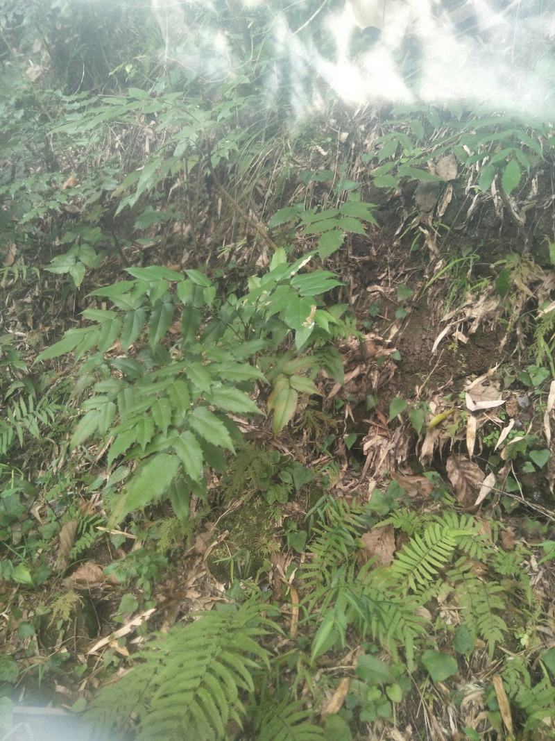 野生十大功劳，土黄莲苗，自然生长，药用价值高，天然无污染