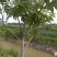 美国山核桃（碧根果原生嫁接苗