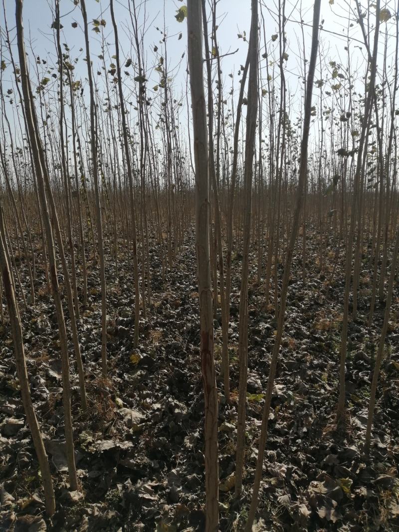 美国山核桃（碧根果原生嫁接苗