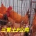 (高销量热卖)广西名鸡之一24小时疫苗全国发货