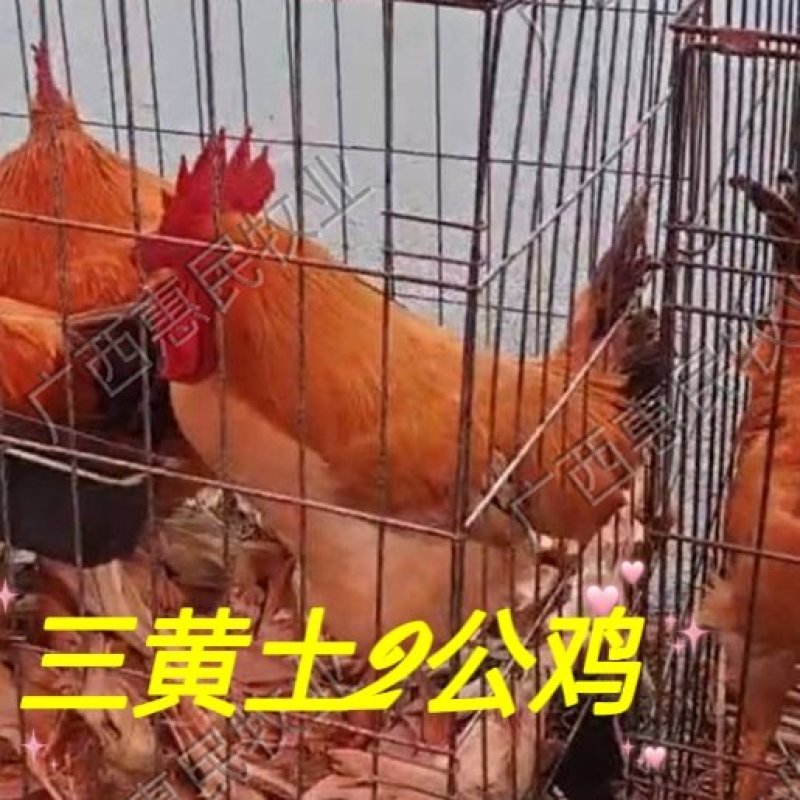 (高销量热卖)广西名鸡之一24小时疫苗全国发货