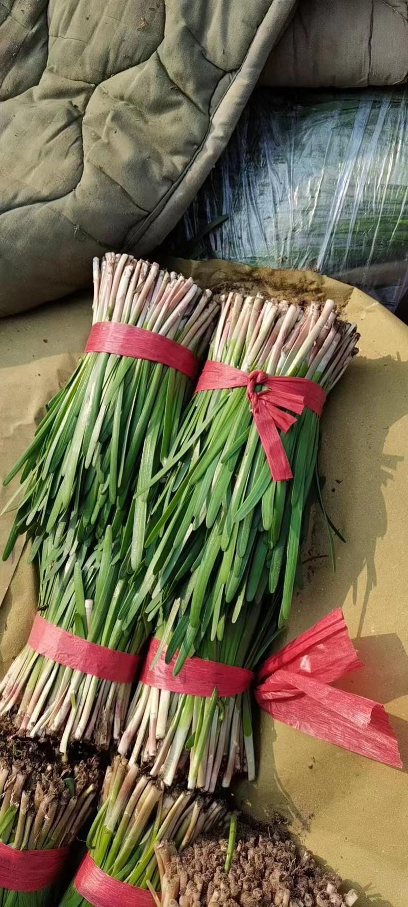 河北昌黎红根韭菜产地一手代办质量保证价格美丽长期供应