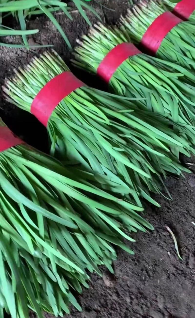 河北昌黎红根韭菜产地一手代办质量保证价格美丽长期供应