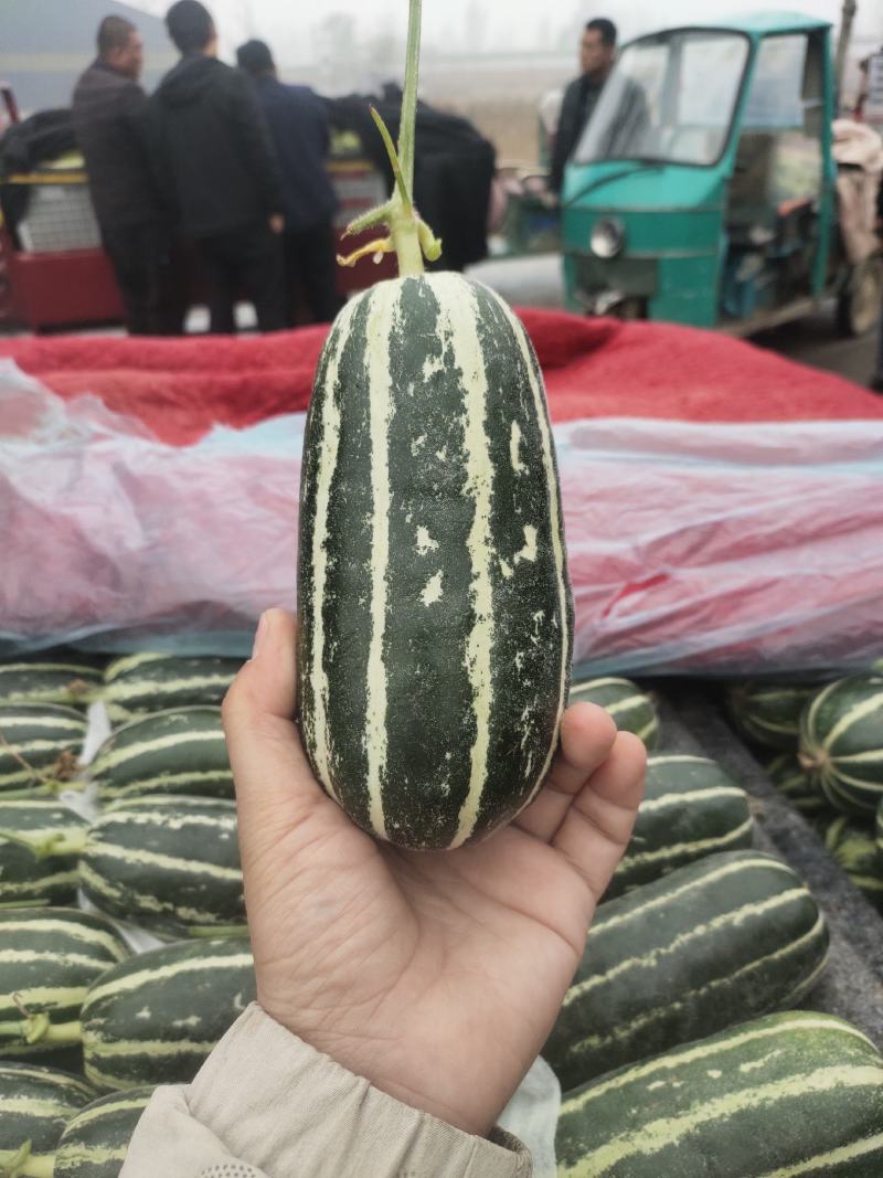 博洋9号甜瓜精品各种甜瓜产地大量供应！品种上百种