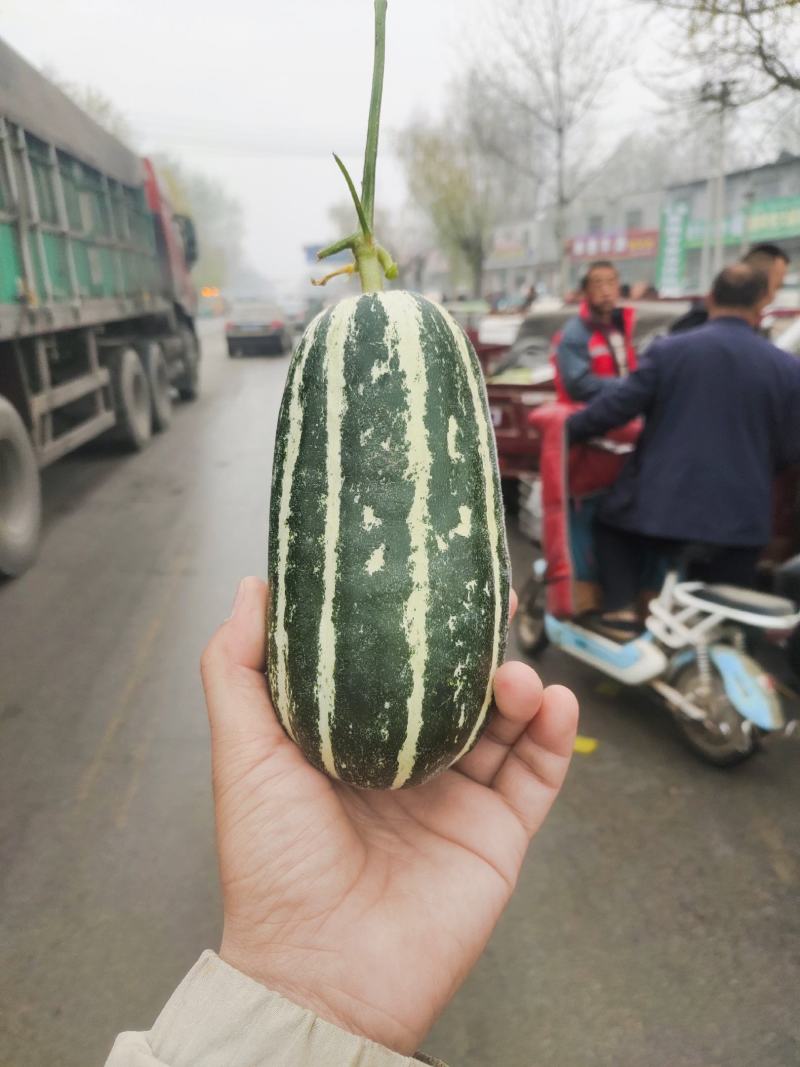 博洋9号甜瓜精品各种甜瓜产地大量供应！品种上百种