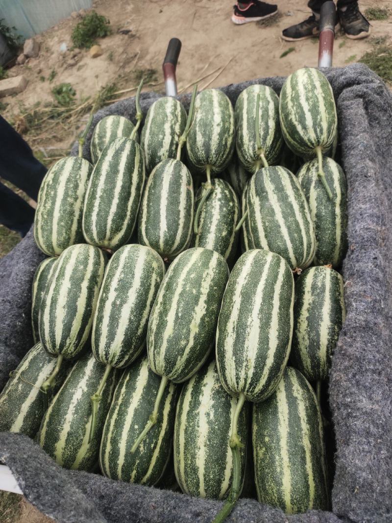 博洋9号甜瓜精品各种甜瓜产地大量供应！品种上百种