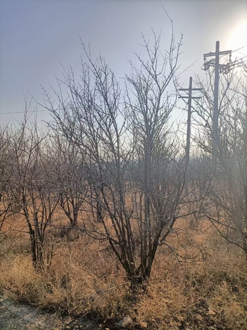 丛生石榴树