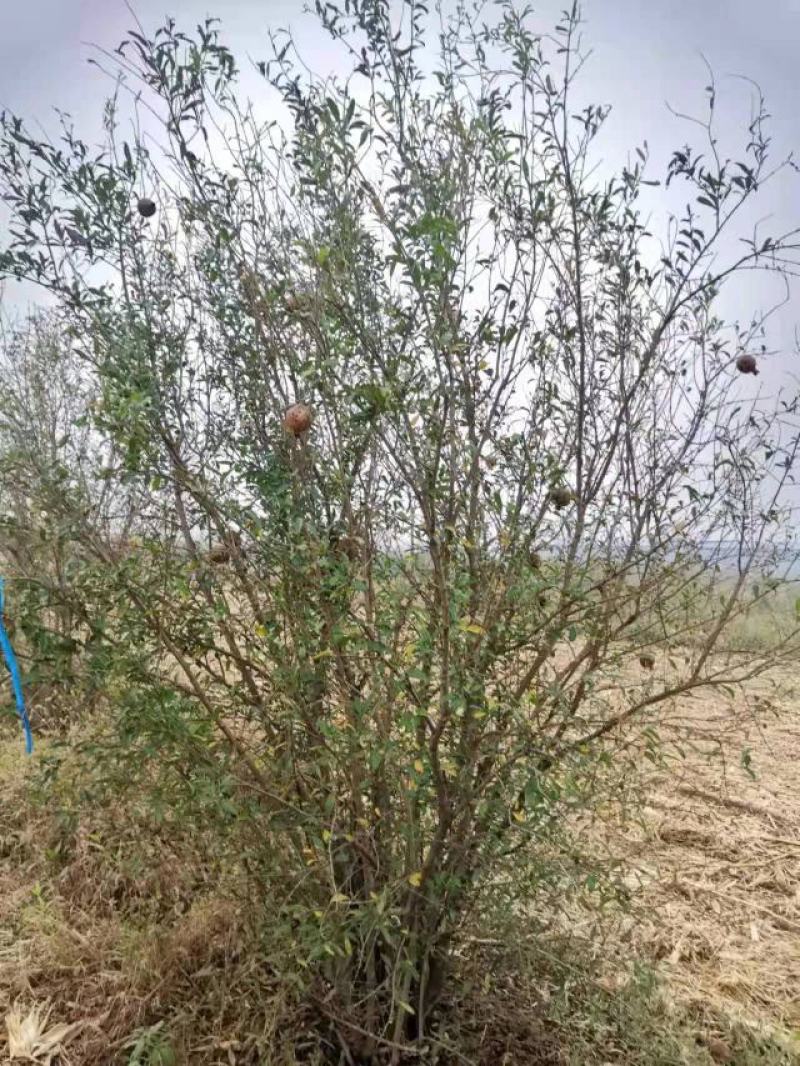 丛生石榴树