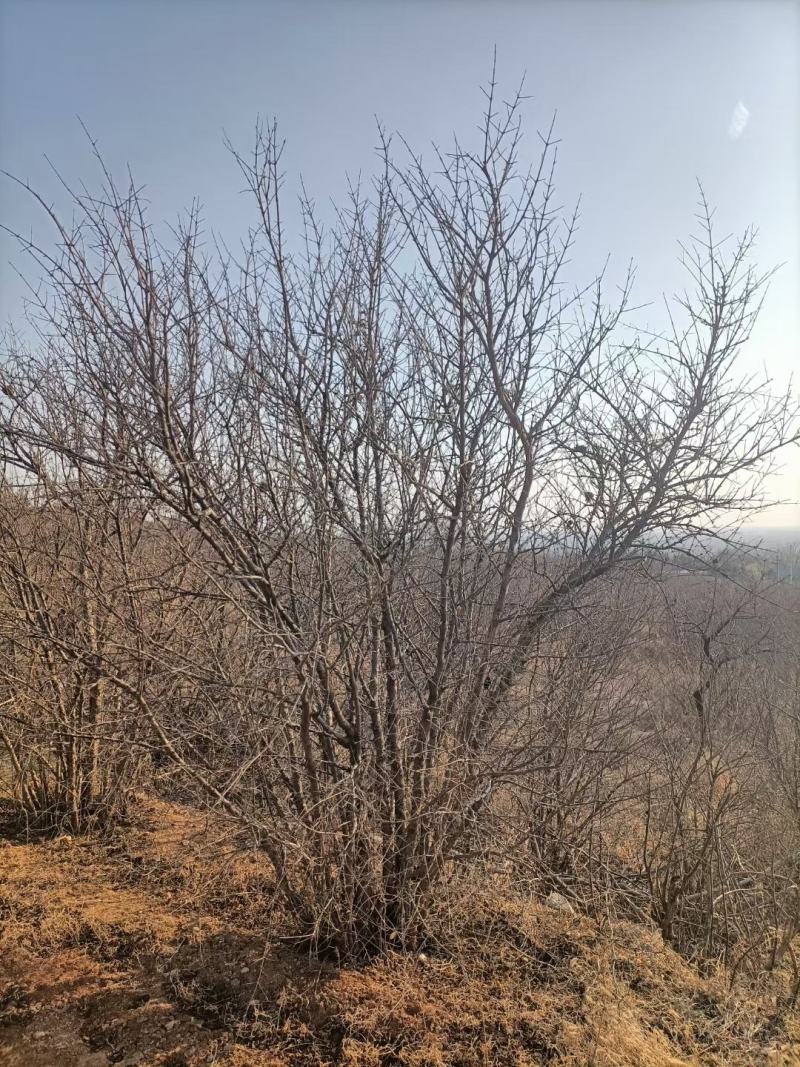 丛生石榴树