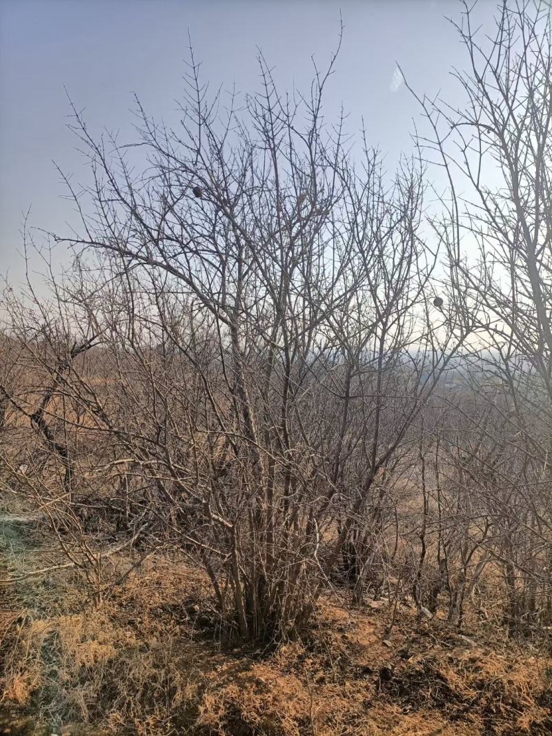 丛生石榴树