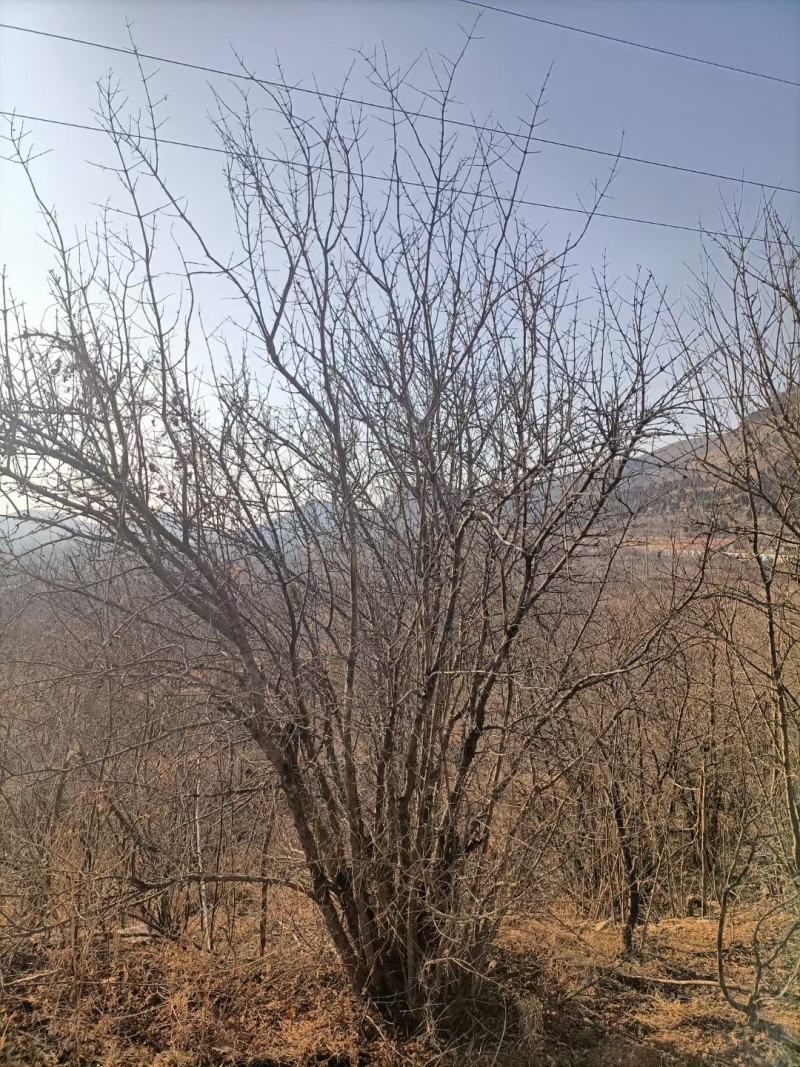 丛生石榴树