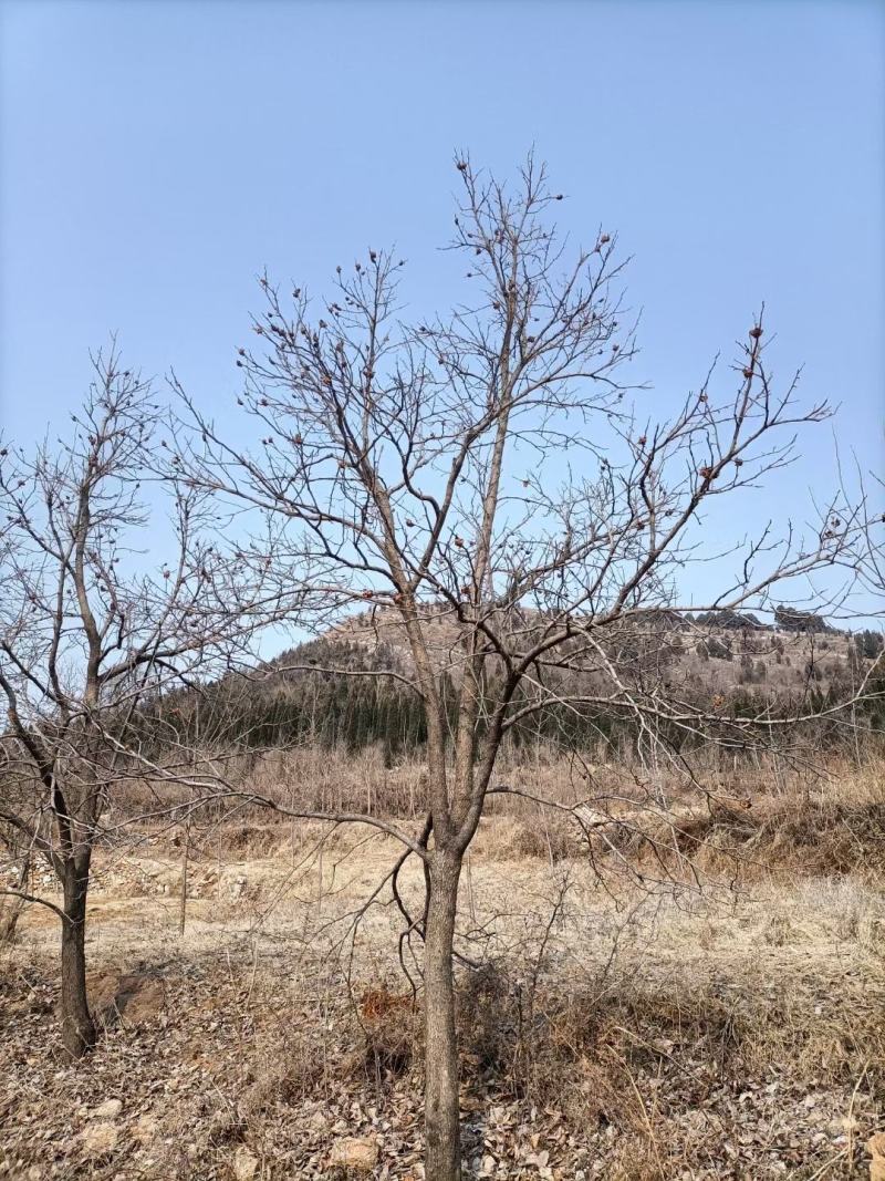 柿子树