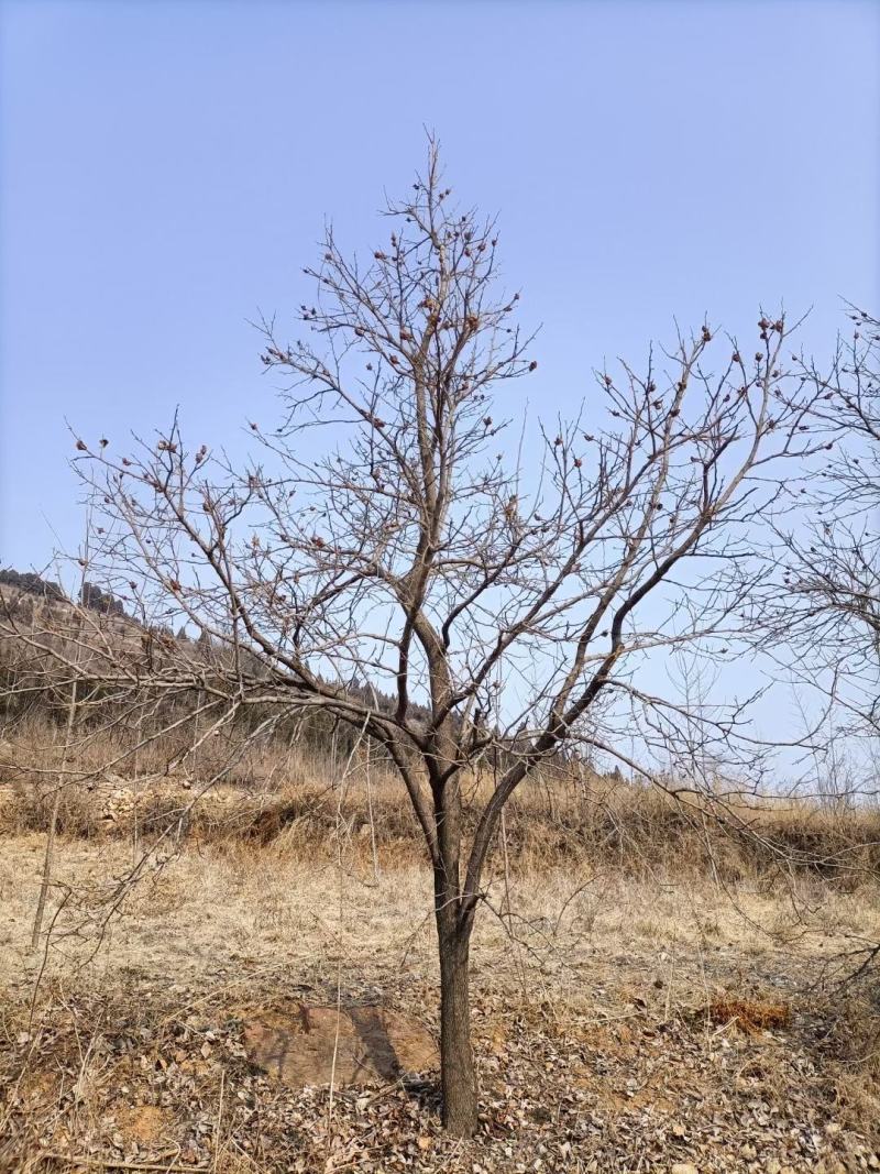 柿子树